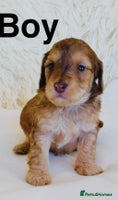 Cockapoo dogs - Advert 4