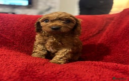 Cavapoo dogs for sale: Cavapoo - Image 5