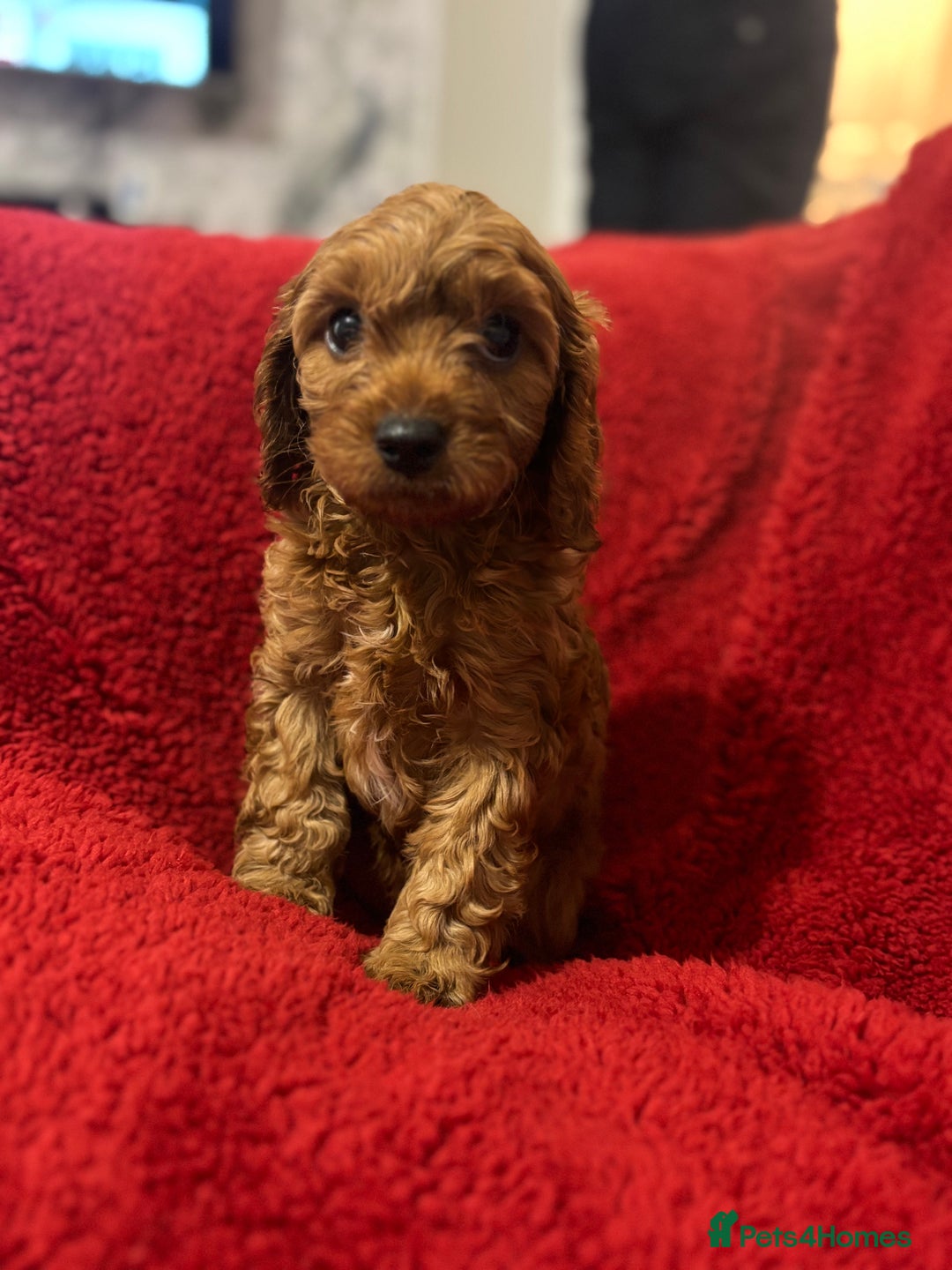 Cavapoo dogs for sale: Cavapoo - Image 5