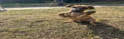 Mixed Breed dogs for sale: 3/4 Whippet 1/4 Bedlington Terrier - Advert 2