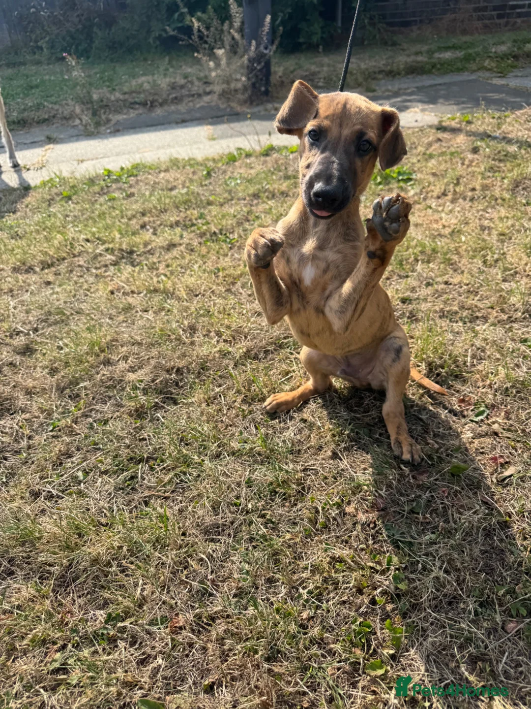 Mixed Breed dogs for sale: 3/4 Whippet 1/4 Bedlington Terrier - Advert 2