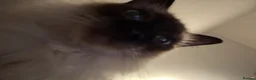 Ragdoll cats for sale: Xena seal point ragdoll - Advert 2