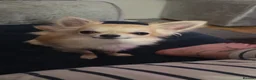 Chihuahua dogs for stud: STUD ONLY in Telford - Advert 1