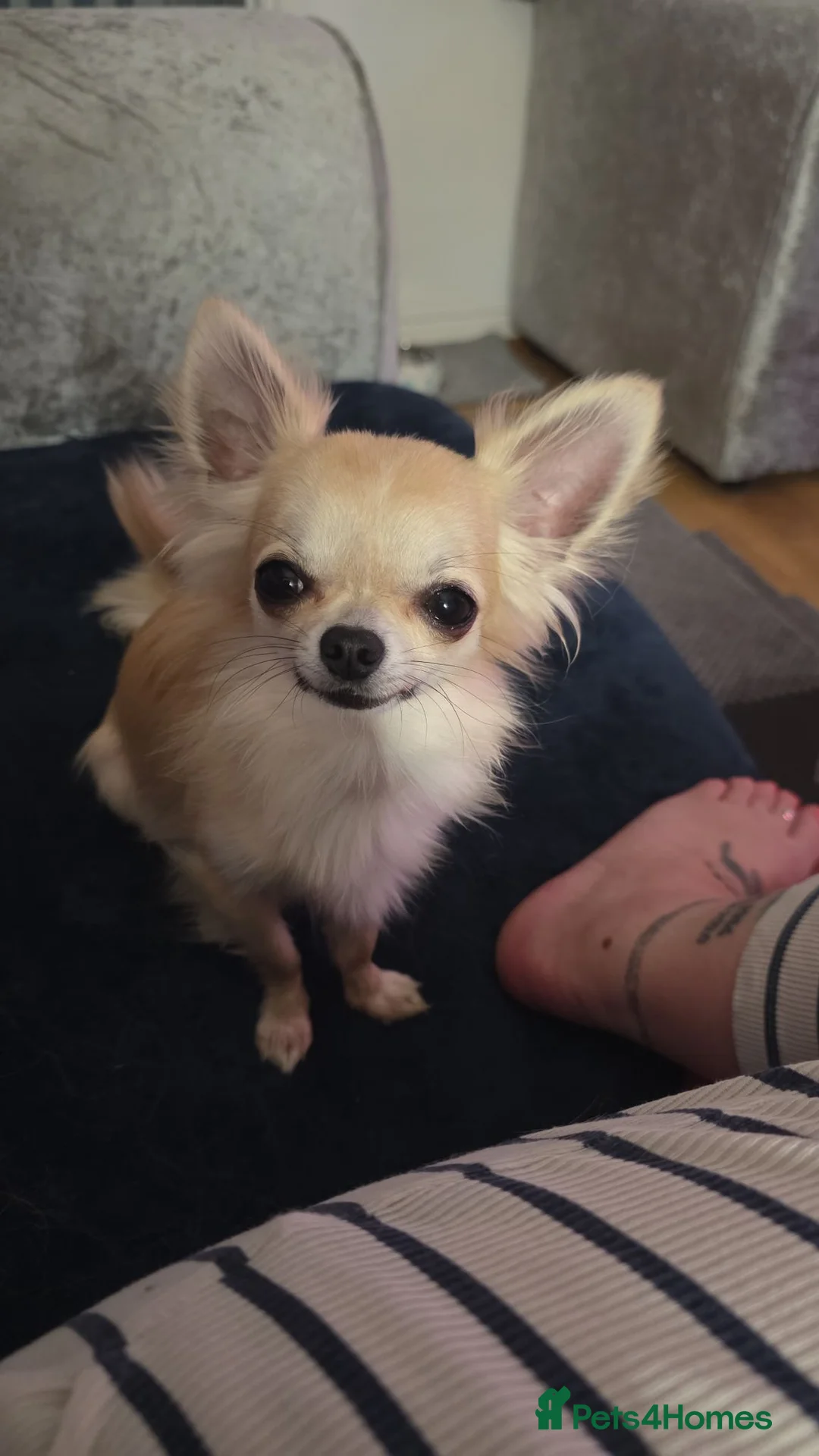 Chihuahua dogs for stud: STUD ONLY in Telford - Advert 1