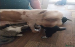 Mixed Breed dogs for sale: Rough Collie x Cocker Spaniel  - Image 3
