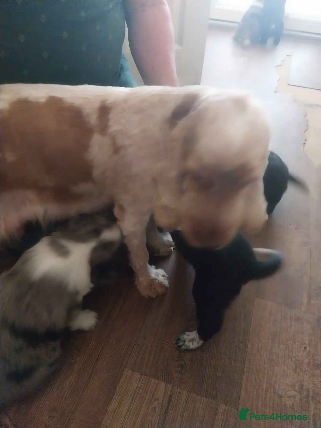 Mixed Breed dogs for sale: Rough Collie x Cocker Spaniel  - Image 3