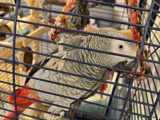 Parrots birds African Grey Parrot - Advert 1