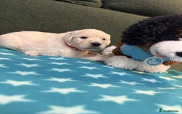 Golden Retriever dogs for sale: Championship line KC Golden Retriever puppies - Image 21