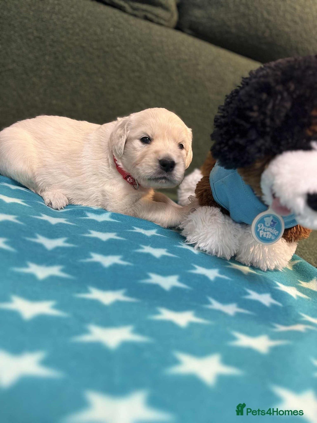 Golden Retriever dogs for sale: Championship line KC Golden Retriever puppies - Image 21