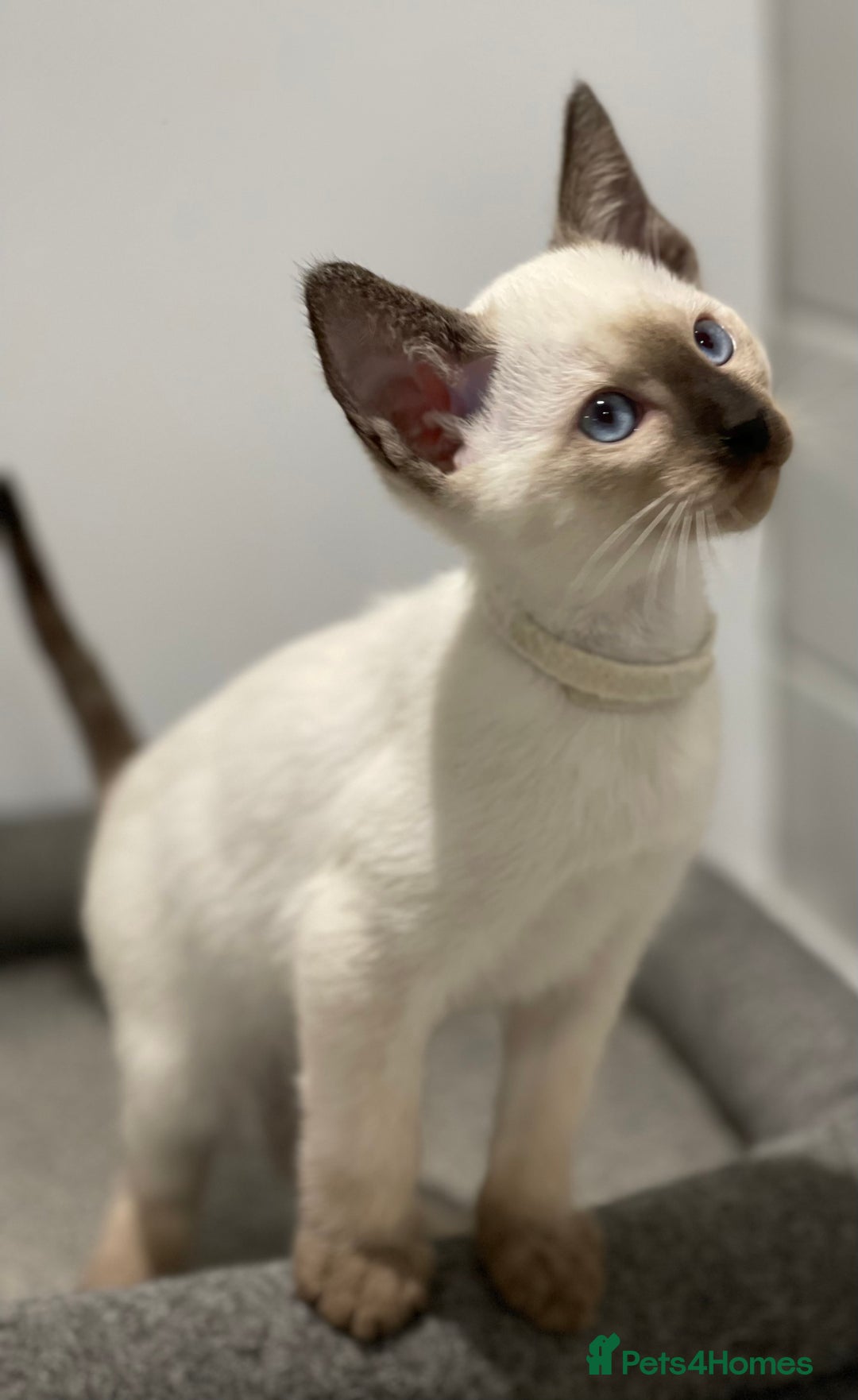 Siamese cats for sale: GCCF Registered Traditional Siamese Kittens  - Image 29