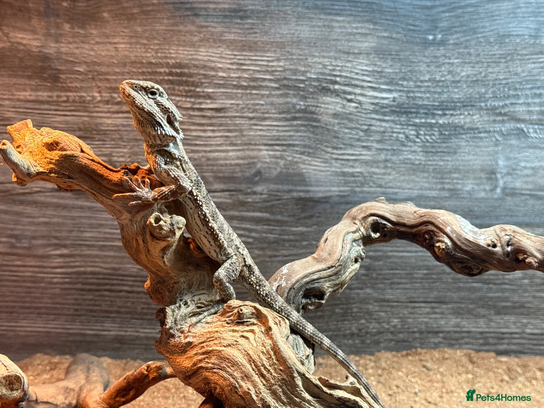 Bearded Dragon reptiles for sale: Five month old bearded dragon and equipment - Advert 1