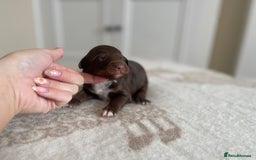 Bordoodle dogs for sale: OUTSTANDING *TRI COLOUR* MINIATURE BORDOODLES - Image 30