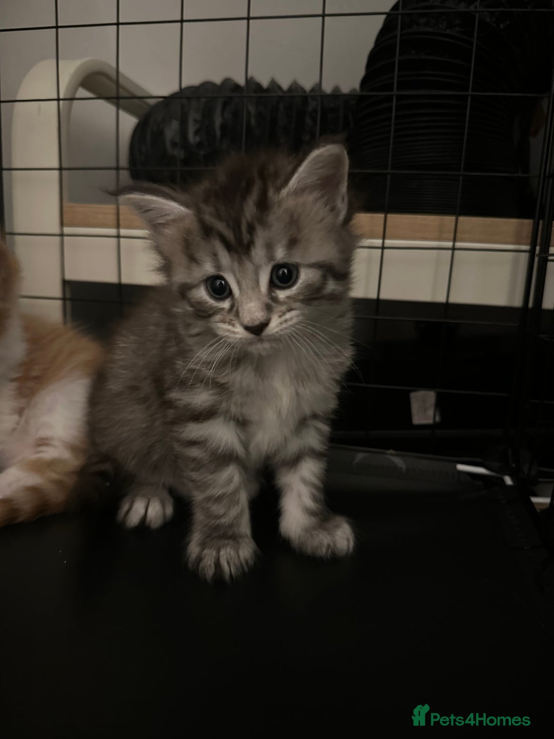 Maine Coon cats for sale: 6x Maine Coon kittens for sale - Advert 14