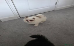 Pomeranian dogs for sale: Pomeranian puppies  - Image 3