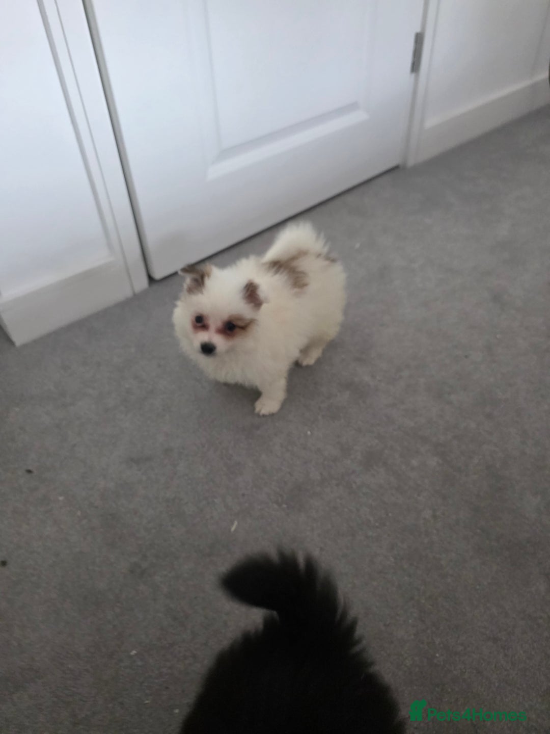 Pomeranian dogs for sale: Pomeranian puppies  - Image 3