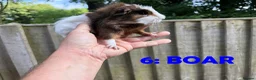Guinea Pig rodents for sale: Various Guinea Pigs - Ready Now - Advert 11