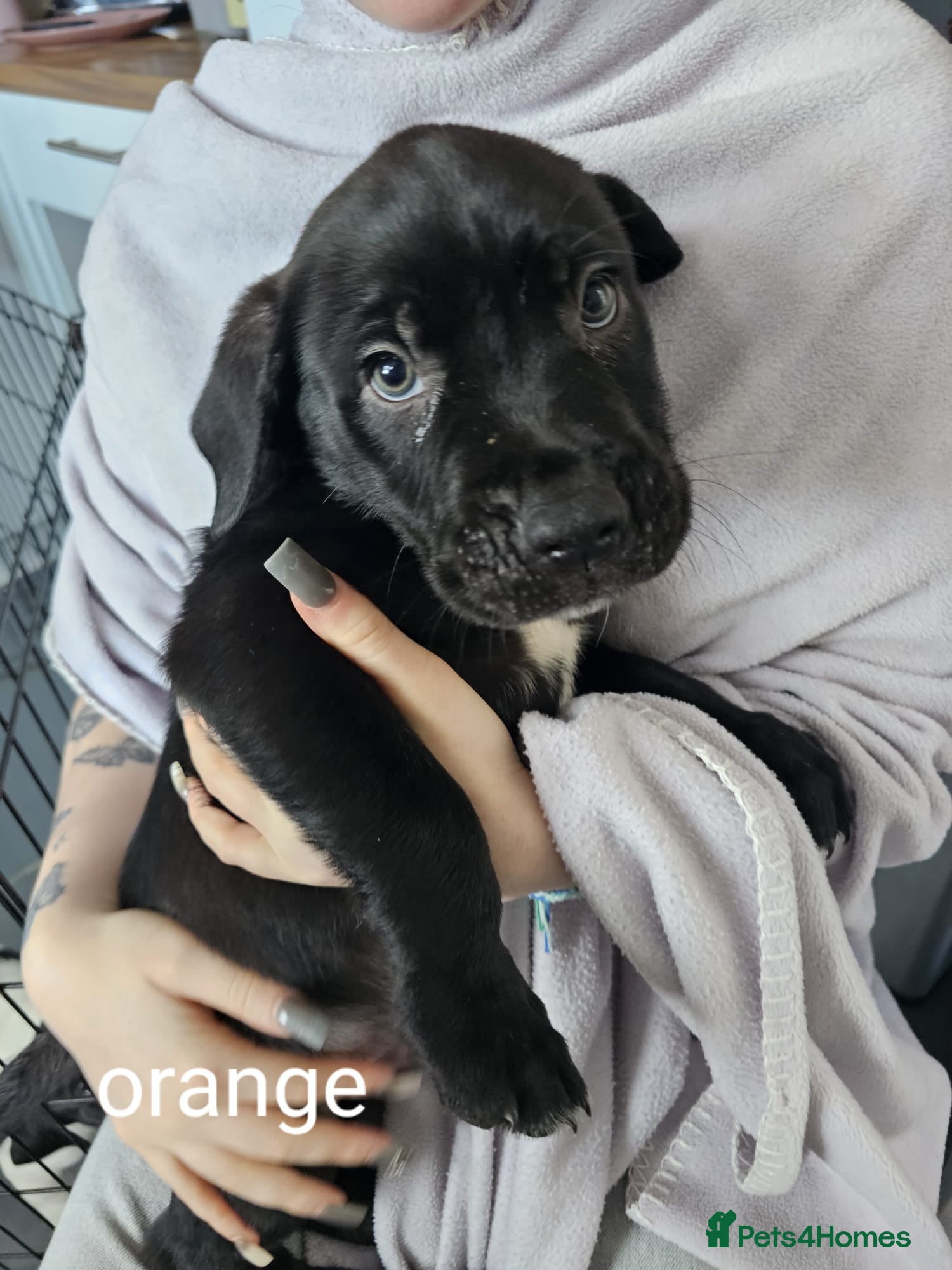 Mixed Breed dogs Bullmastiff cross puppies - Advert 1