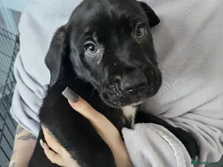 Mixed Breed dogs Bullmastiff cross puppies - Advert 2