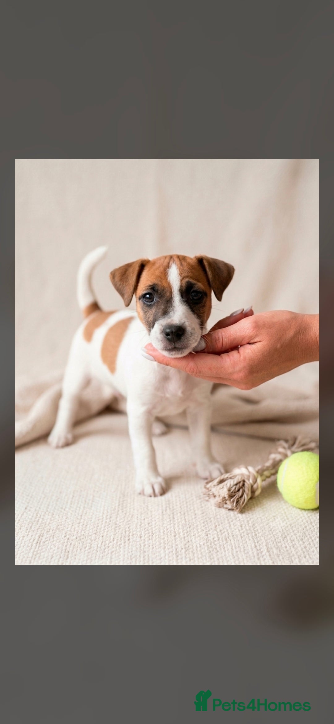 Jack Russell dogs Jack Russel puppies  - Advert 2