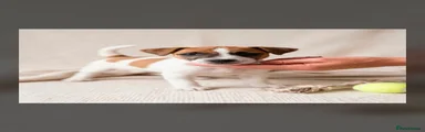 Jack Russell 7
