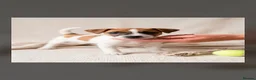 Jack Russell dogs for sale: Jack Russel puppies  - Advert 3