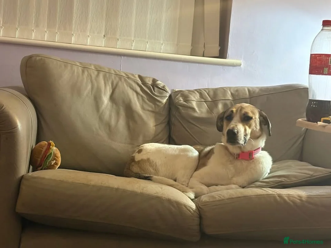 Mixed Breed dogs for adoption: Sady is approx 9 yrs old  in Braintree - Advert 2