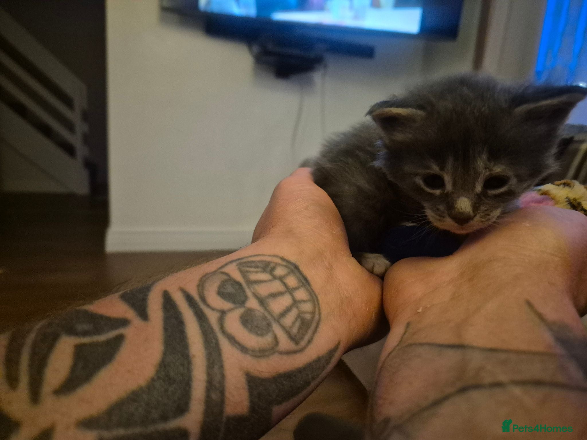 Maine Coon cats Stunning Maine Coons for sale must see 🥰 - Advert 1