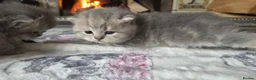 British Shorthair cats for sale: six beautiful British Shorthair  in Halifax - Advert 29