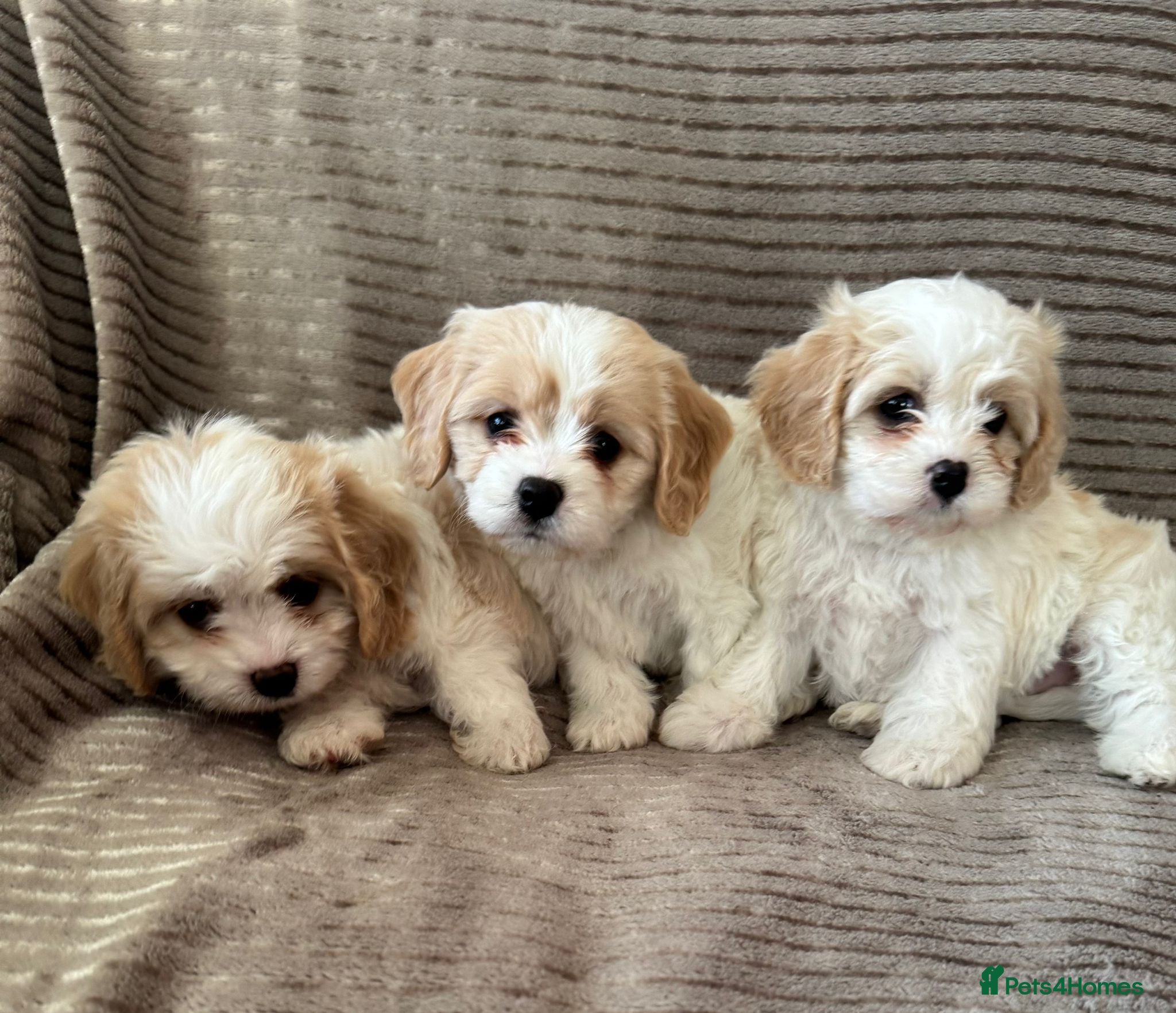 Cavachon dogs CAVACHON F1 PUPS DNA CLEAR - Advert 18