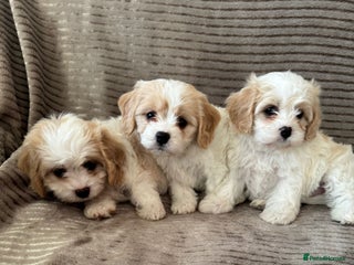 Cavachon dogs CAVACHON F1 PUPS DNA CLEAR - Advert 1