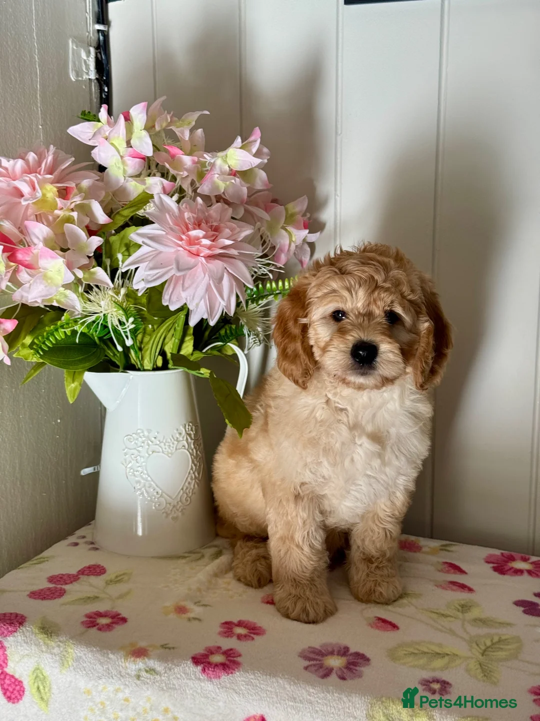 Mini Goldendoodle dogs for sale: 6 dna tested clear mini Goldendoodle puppies  - Advert 11