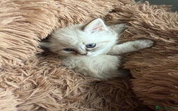 Ragdoll cats for sale: Ragdoll blue lynx ready now  - Image 10