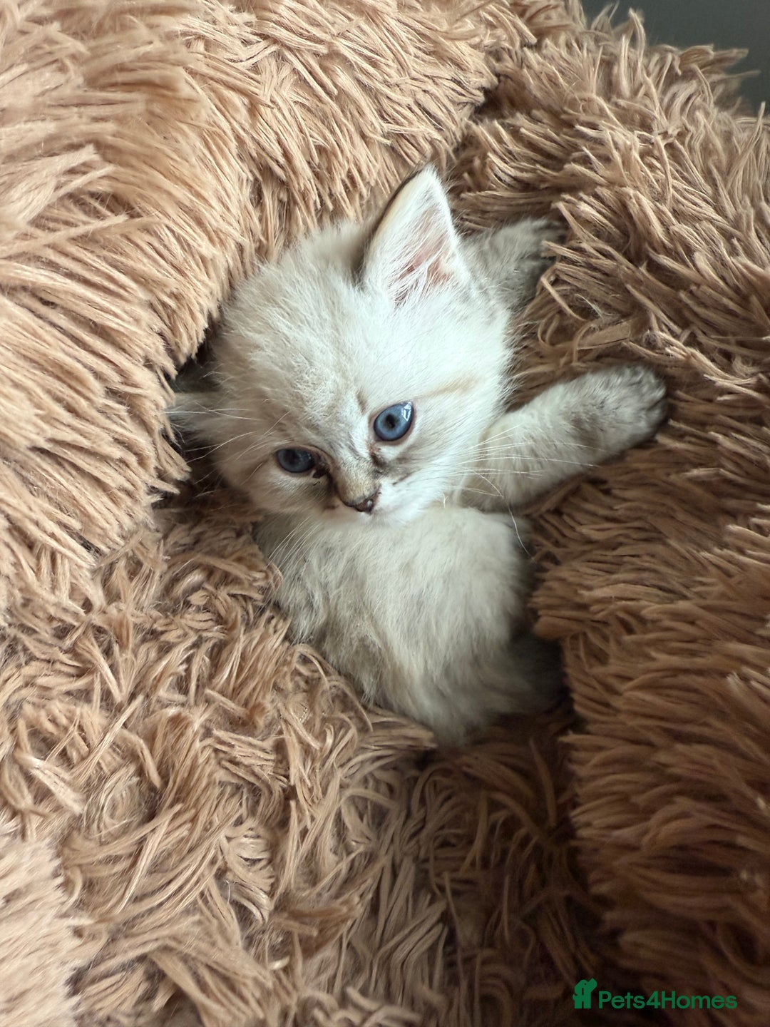 Ragdoll cats for sale: Ragdoll blue lynx ready now  - Image 10