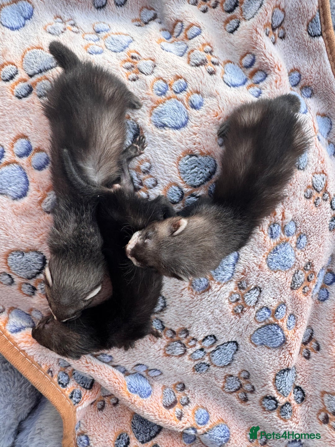 Ferret rodents for sale: Beautiful black ferret kits  - Image 8