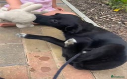 Mixed Breed dogs for adoption: 🍪Cookie🍪 for adoption, fostered in GLOUS - Image 4