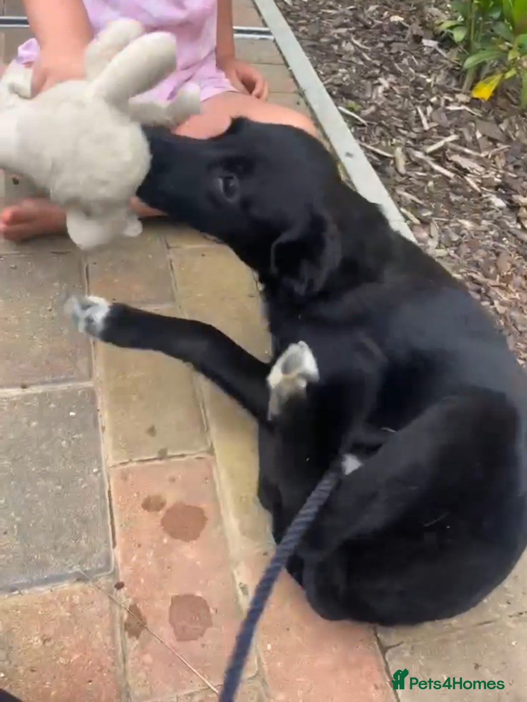 Mixed Breed dogs for adoption: 🍪Cookie🍪 for adoption, fostered in GLOUS - Image 4