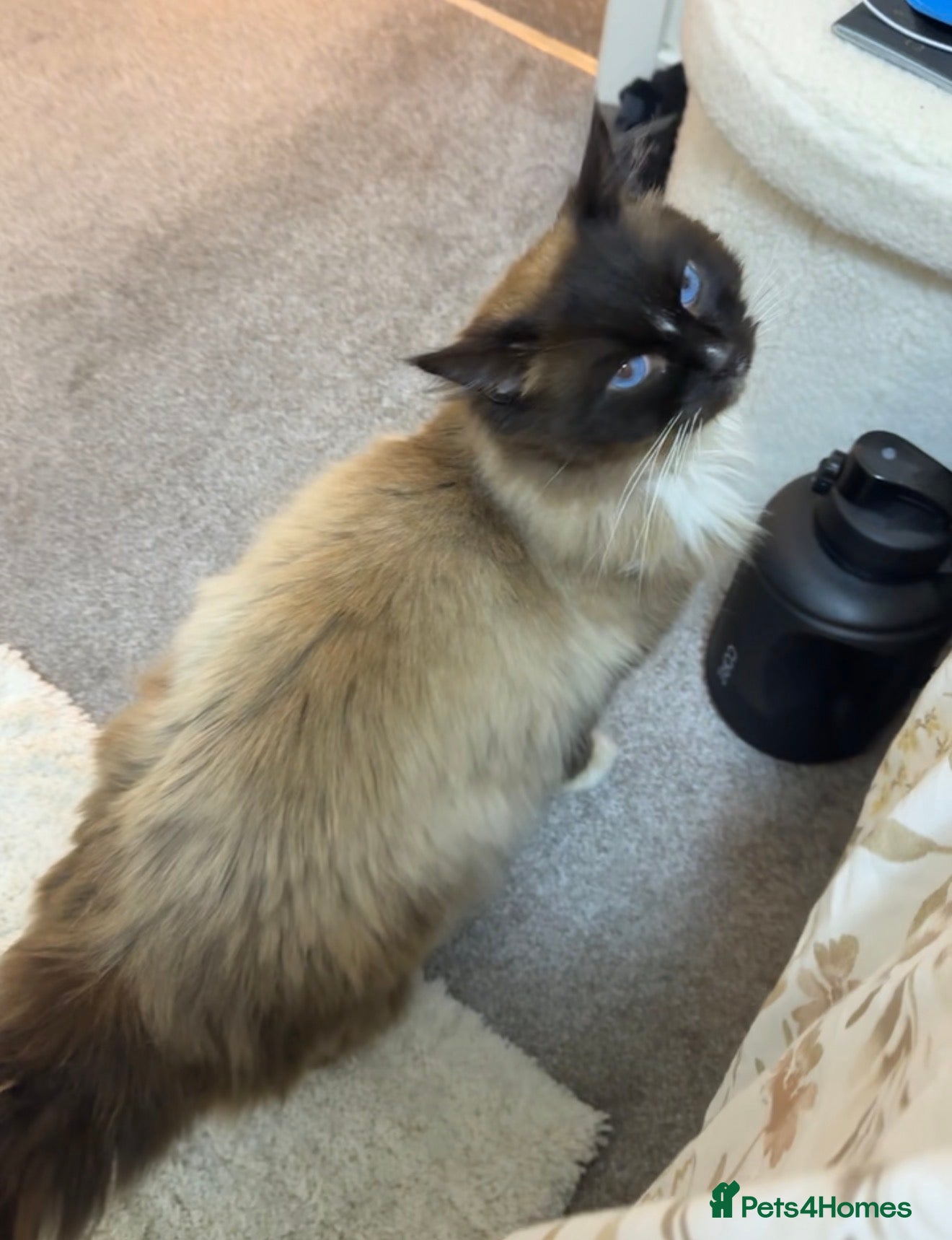 Ragdoll cats Seal point male ragdoll  - Advert 1