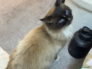 Ragdoll cats Seal point male ragdoll - Advert 2