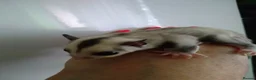 Sugar Glider rodents for sale: Stunning sugar gliders  - Advert 11