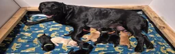 Labrador Retriever dogs for sale: Pure Labrador Retriever/ KC registered  - Advert 3
