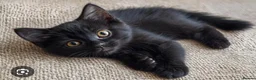 Mixed Breed cats for sale: 5 beautiful kittens for sale  - Advert 2