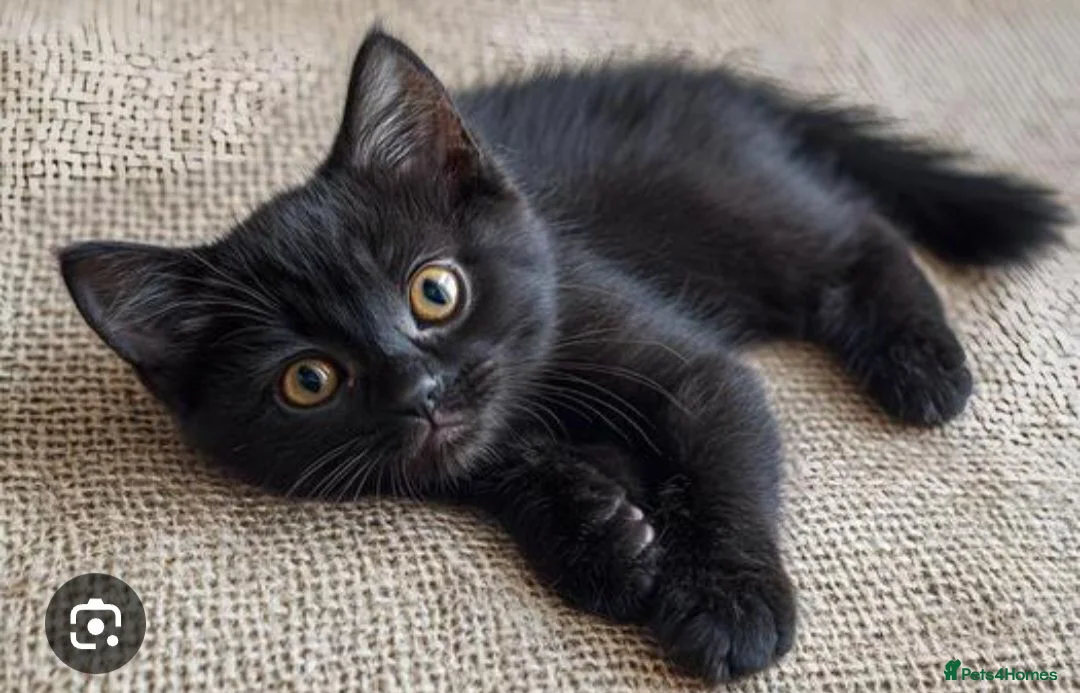 Mixed Breed cats for sale: 5 beautiful kittens for sale  - Advert 2