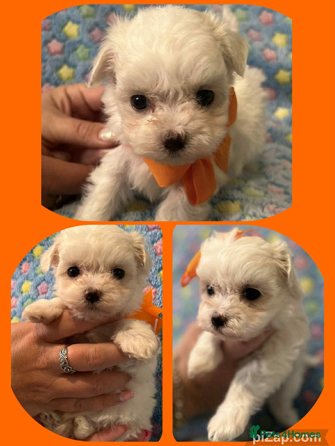Maltese dogs for sale: Tiny kc registered maltese Korean boys  - Image 22