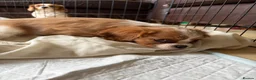 Cavalier King Charles Spaniel dogs for sale: 6 Beautiful Cavalier King Charles Spaniels  - Advert 6