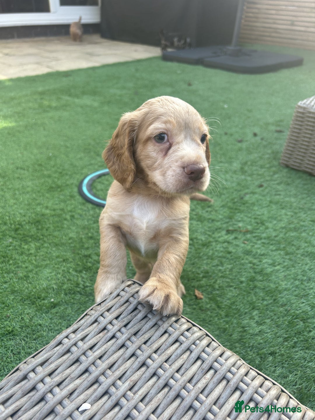 Cocker Spaniel dogs for sale: Beautiful Family-Raised Cockers – Aug 11 Ready - Image 10