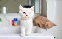 Scottish Fold cats for sale: Full pedigree Scottish Fold  in Croydon - Image 2