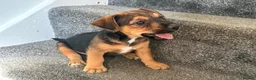 Jack Russell dogs for sale: Ready for there forever homes  - Advert 9