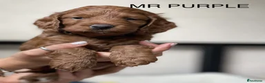 Cockapoo 1