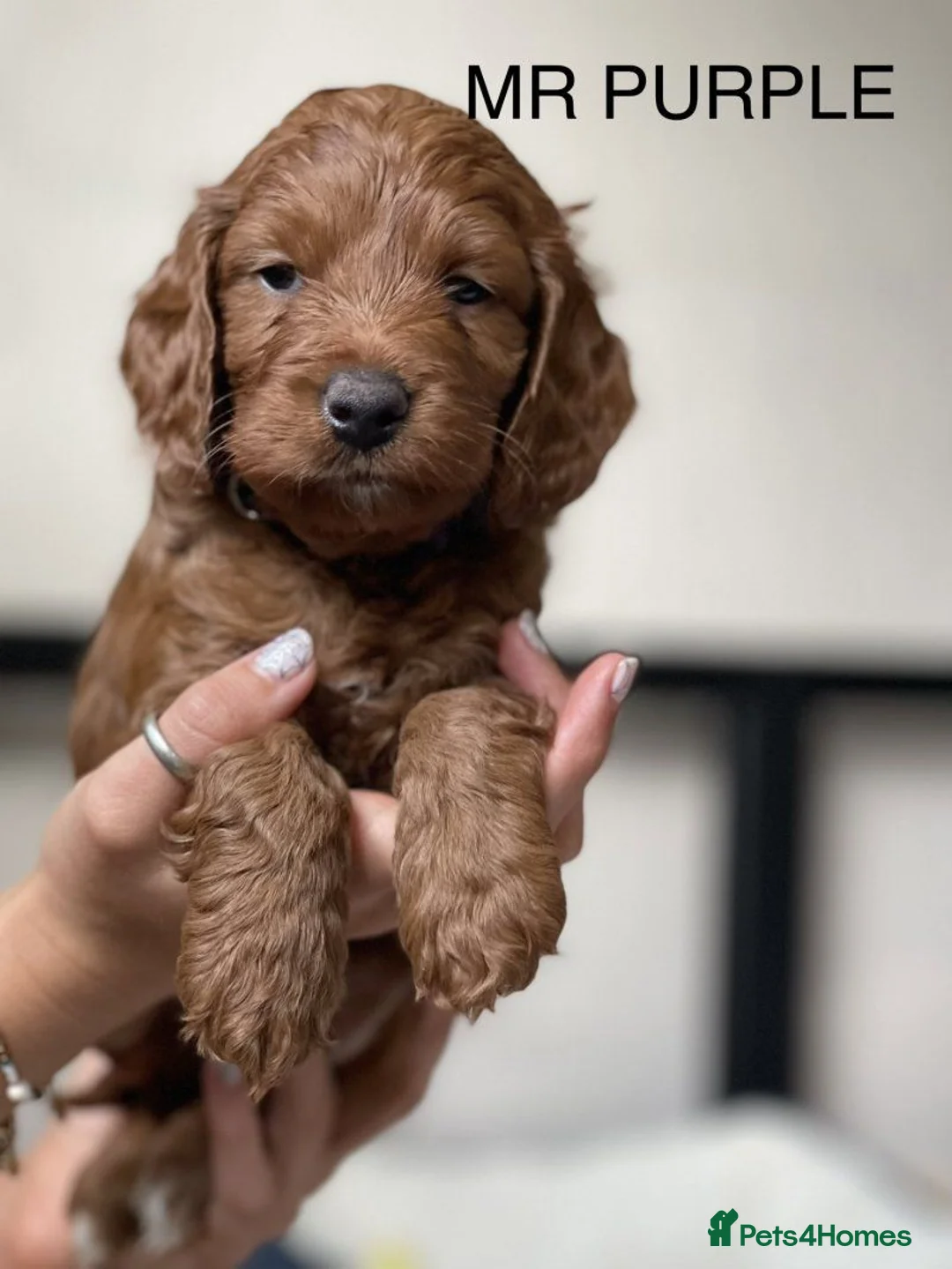 Cockapoo dogs for sale: Beautiful Cockapoo Puppies — 3 Boys, 2 Girls. in Winchester - Advert 6