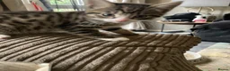 Mixed Breed cats for sale: Mixed breed bengal kitten for sale  - Advert 9